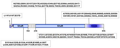 Pathogenicity of a novel bovine adenovirus type 3 with a natural deletion partial fiber gene in BALB/c mice